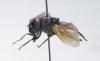 Cheilosia sp.
